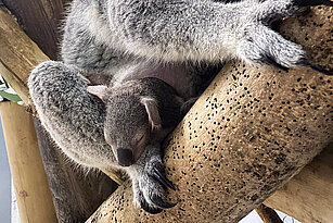 Schlafendes Koalaweibchen mit Jungtier, dass aus dem Beutel schaut.