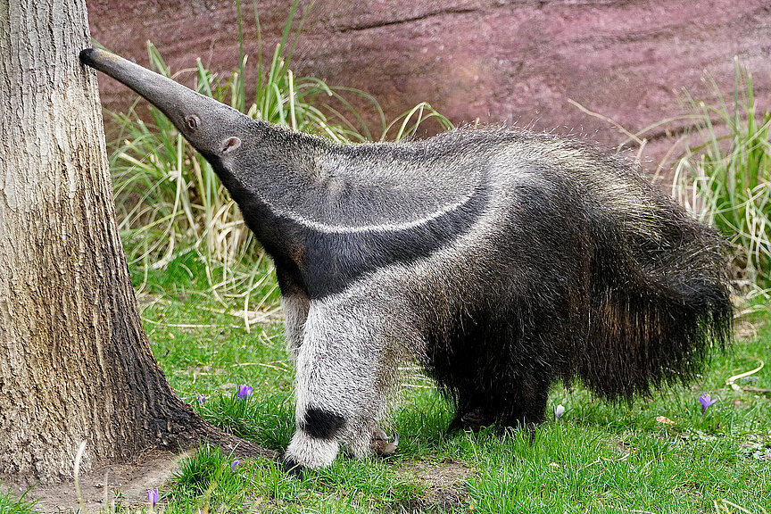 Giant anteater sniffing on the tree
