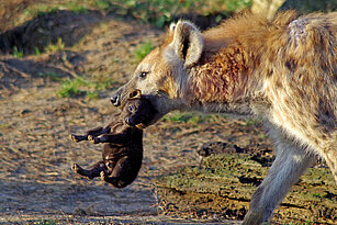 Spotted hyena with her bay in the mouth