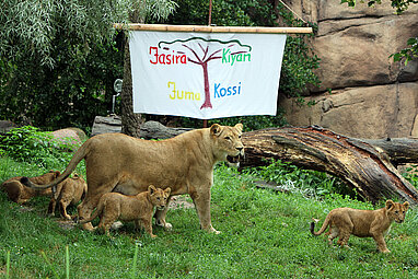 Das Löwenquartett wird getauft: Jasira, Kiyan, Juma, Kossi