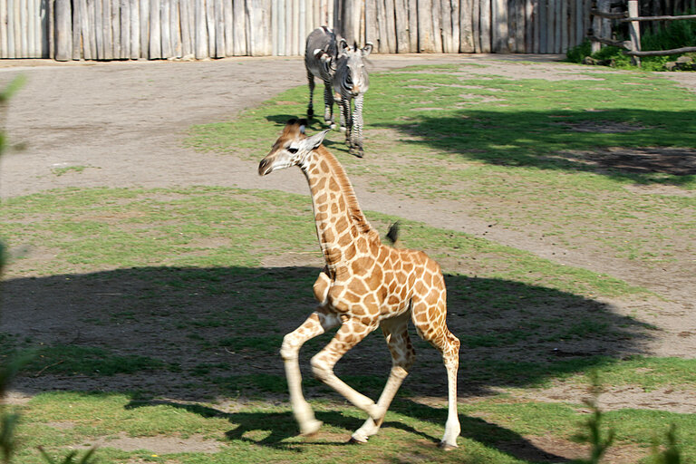 Junger Giraffenbulle galoppiert