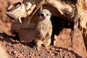 young Slender tailed meerkat 