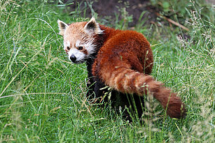 Nepalesischer Roter Panda läuft durch das Gras