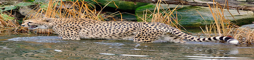 Southern cheetah running through the water