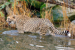 Ein Südafrikanischer Gepard von der Seite läuft mit halb geöffnetem Maul durchs beintiefe Wasser