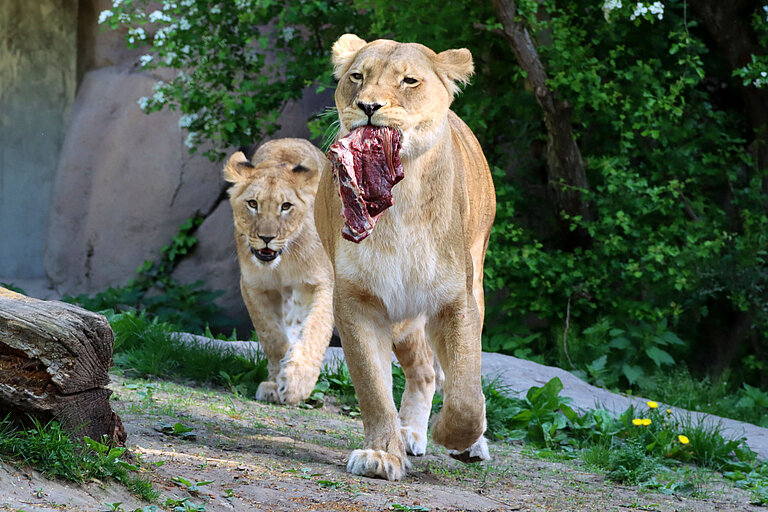 Löwin trägt ein Stück Fleisch über die Außenanlage. Ihr folgt ein halbstarkes Jungtier