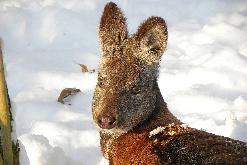 Siberian musk deer in the snow