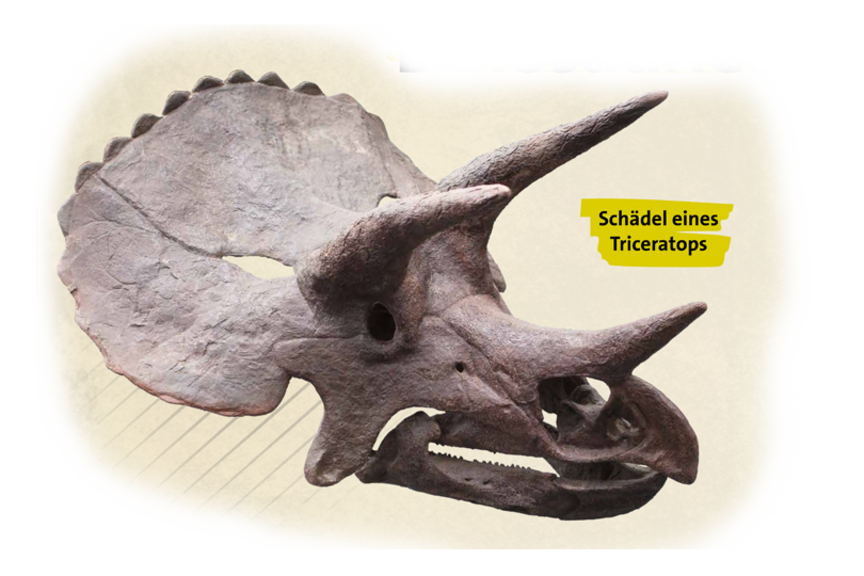 Schädel eines Triceratops