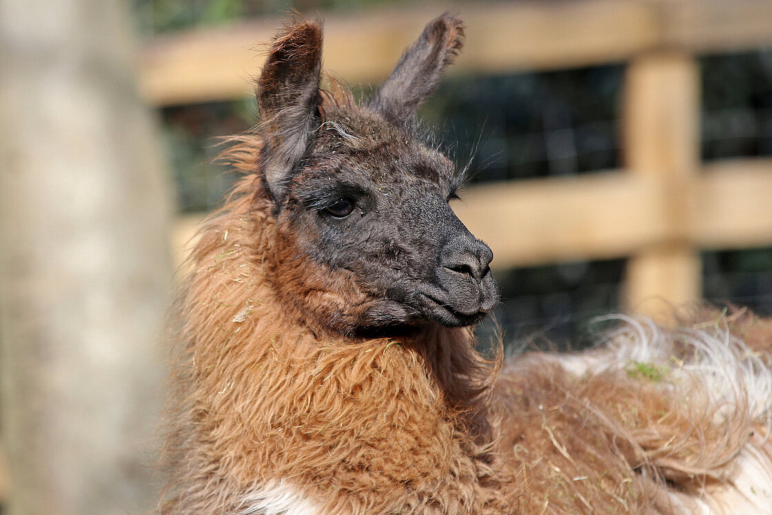Llamas: Meet them at Zoo Leipzig!