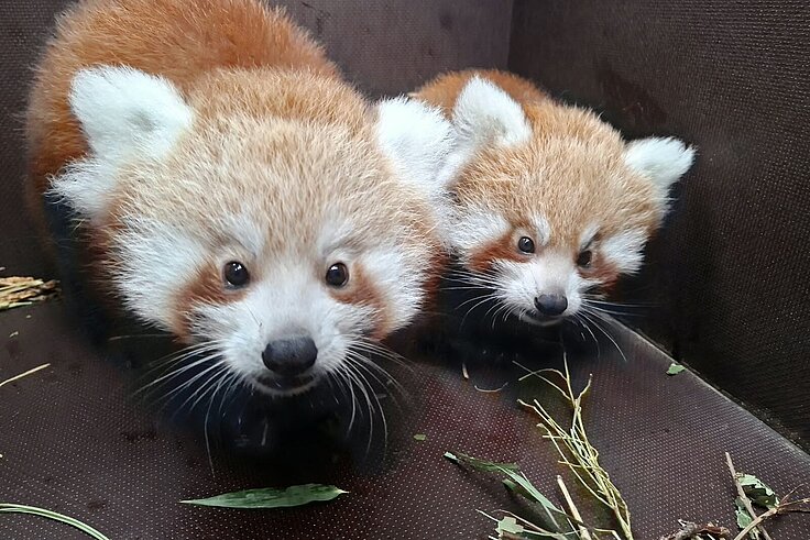 Die beiden Roten Panda Zwillinge in der Kiste, einer schaut direkt in die Kamera