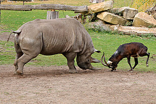 Eastern black rhinoceros fighting