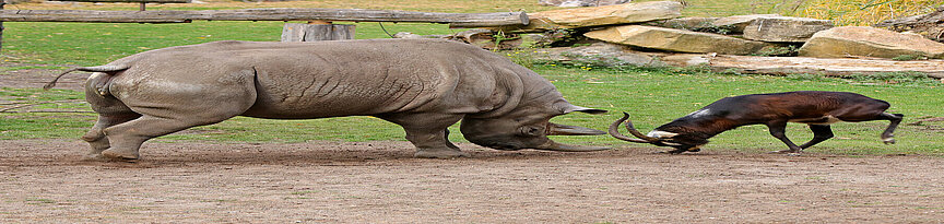 Spitzmaulnashorn kämpft mit Weissnacken-Moorantilope