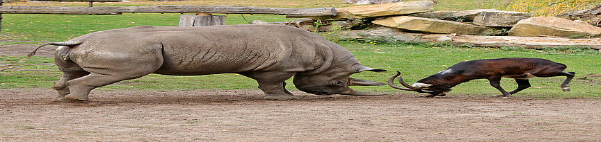 Eastern black rhinoceros fighting