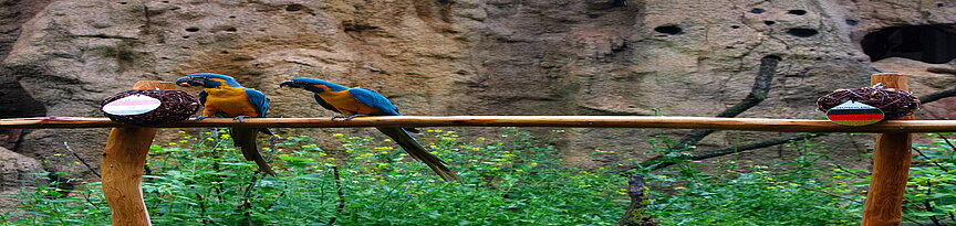 Blaukehlaras mit paraguaiyischem Ball