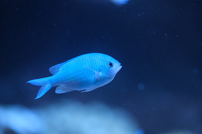 Grünes Schwalbenschwänzchen im Aquarium