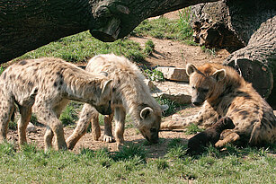 Drei Hyänen mit Jungtier