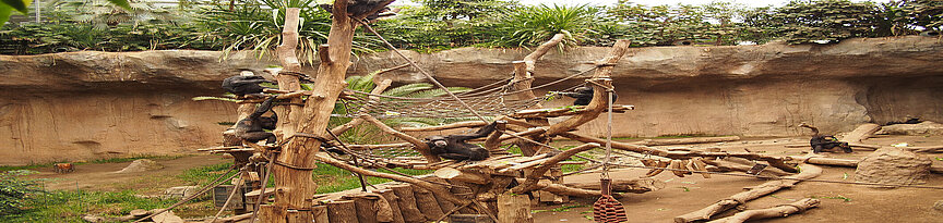 Schimpanseninnenanlage Pongoland