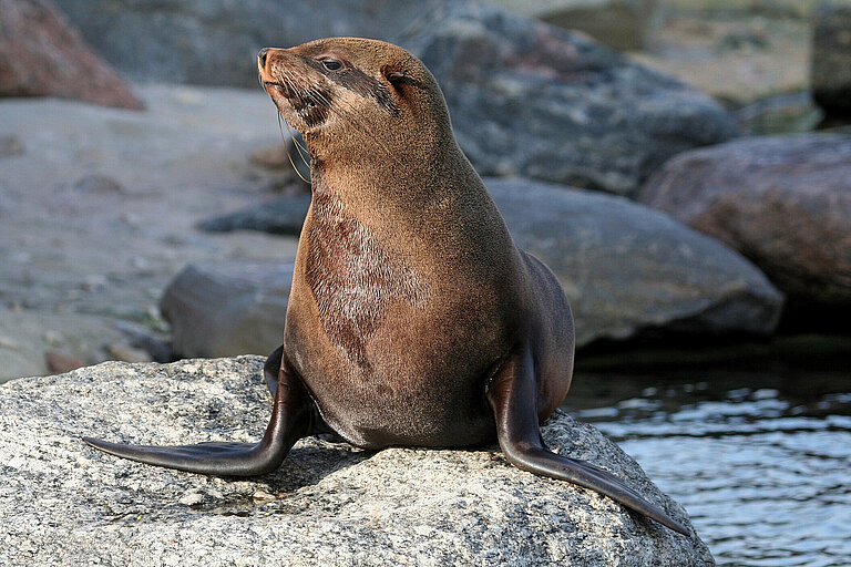 Südafrikanischer Seebär sitzt auf einem Stein außerhalb des Wassers