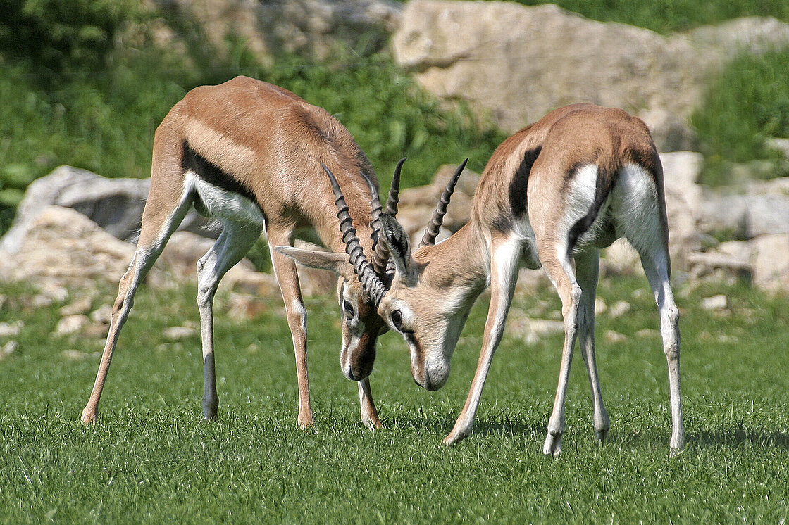 Thomson's Gazelles: Meet them at Zoo Leipzig!
