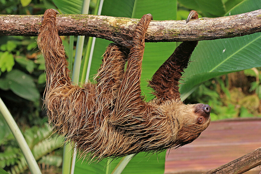 Linne’s two-toed sloth climbing