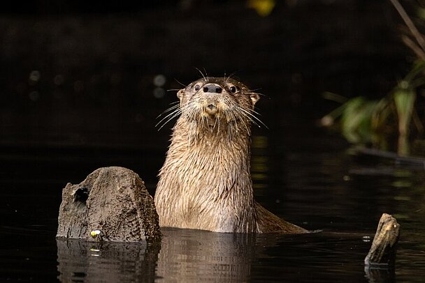 Ein brauner Flussotter schaut aus dem dunklen Wasser heraus. Man sieht nur einen Oberkörper und Kopf.