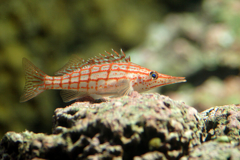 Langschnauzen-Korallenwächter im Aquarium