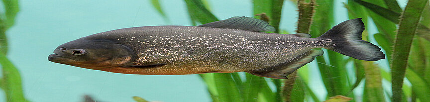 Red-bellied piranha 