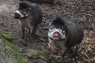 Zwei Visaya Pustelschweine