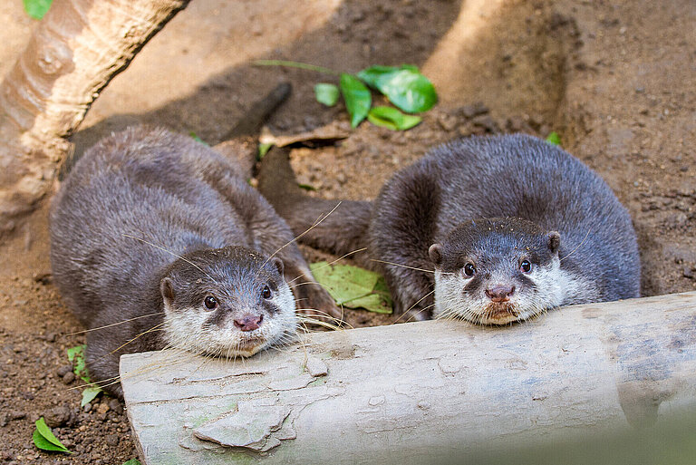 two Oriental small-clawed otter