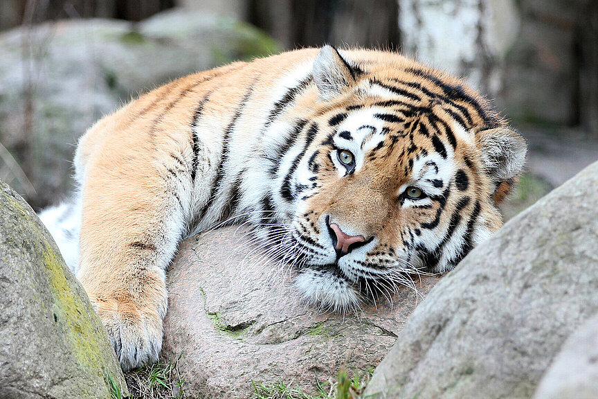 amur tiger laying on a stone