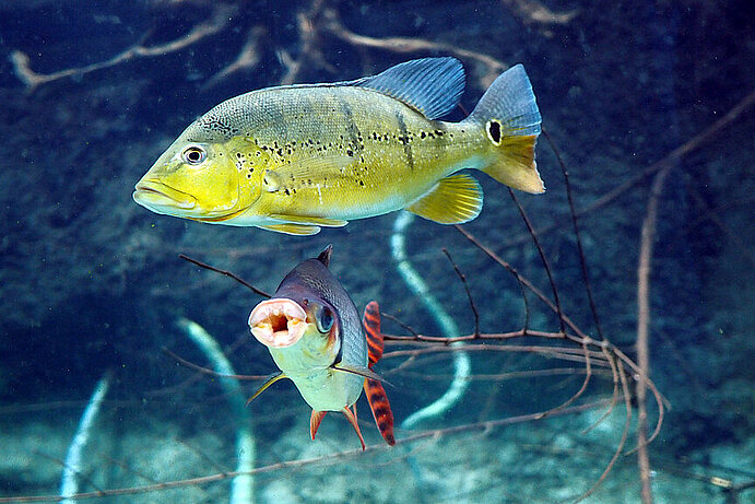Fische im Panoramabecken