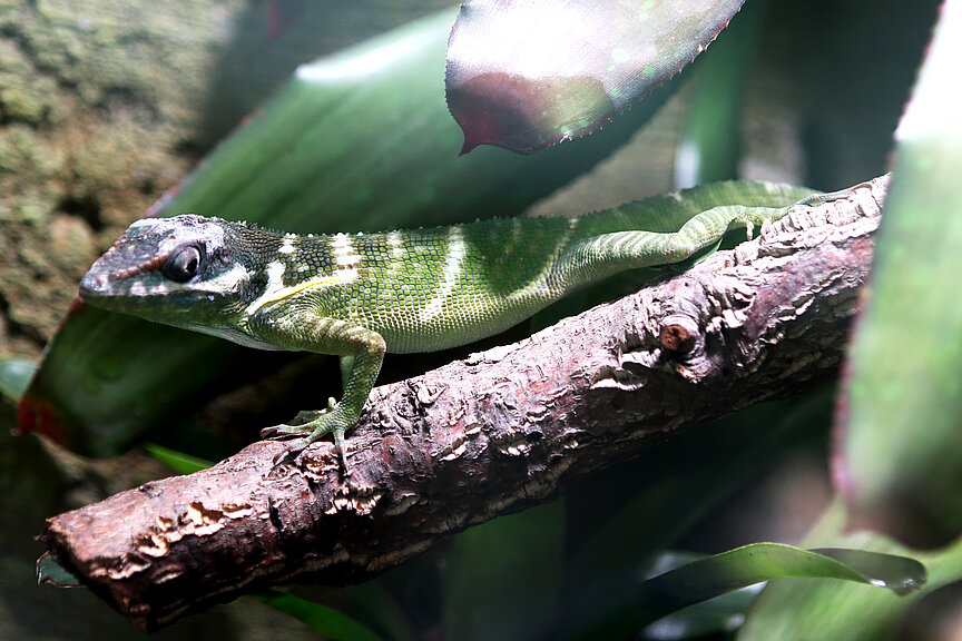 Potio-Ritteranolis im Terrarium