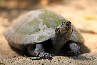 Arrau turtle 