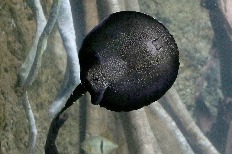 Leopolds Süßwasserstechrochen im Aquarium