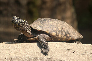  Strahlen-Dreikielschildkröte von der Seite