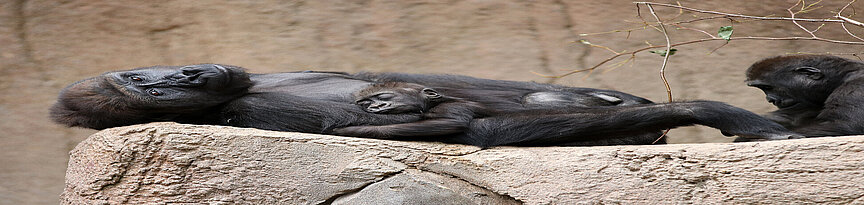 Flachlandgorilla liegt auf einem stein und schaut zur Seite, während ihr Jungtier auf dem Bauch schläft