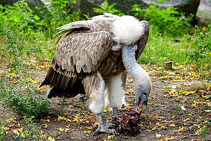 Griffon vulture eating