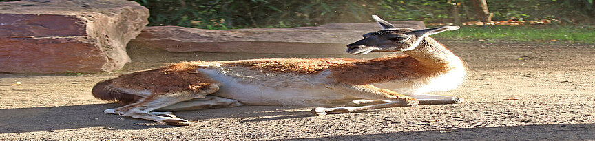 Ein Guanako wälzt sich am sandigen Boden