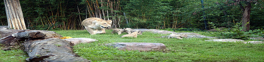 Löwin Kigali mit Jungtieren