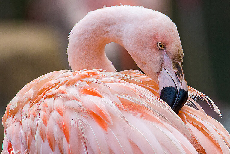 Chilean flamingo 