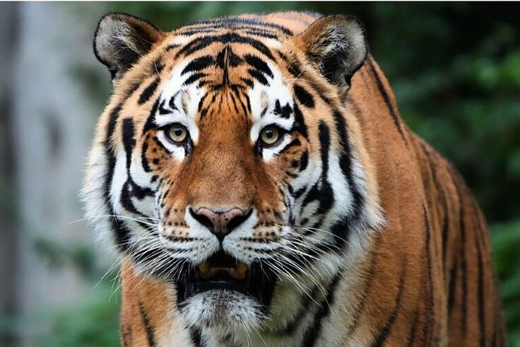 Amurtiger Portrait