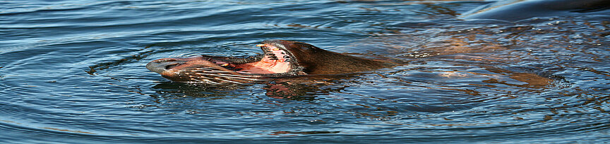 South African fur seal swimming