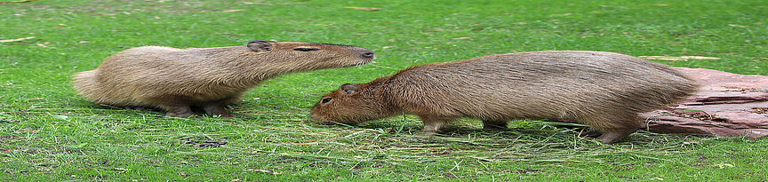 Zwei Capybaras fressen frisches Gras