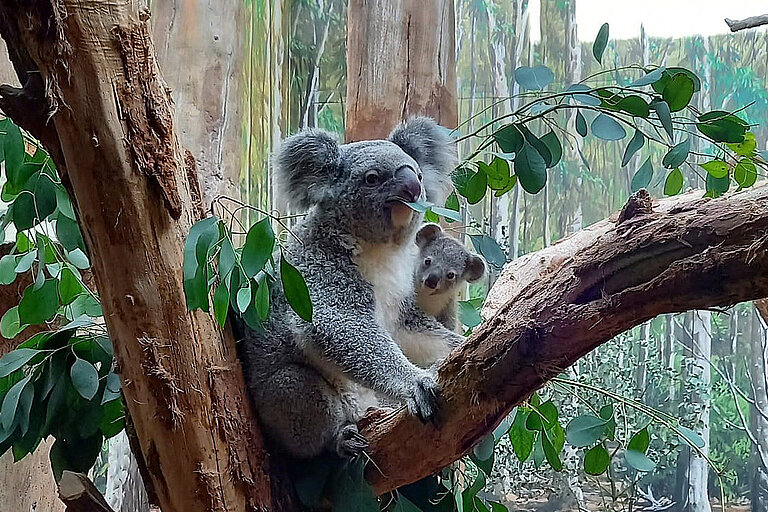Koala-Weibchen mit Jungtier.
