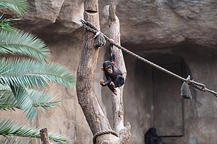 Schimpansenjungtier_auf_der_Innenanlage