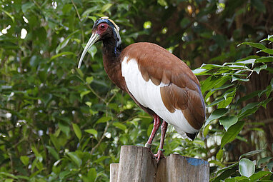 Madagascar ibis
