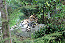 Amurleopard im Leoparden-Tal liegend auf einem Felsen