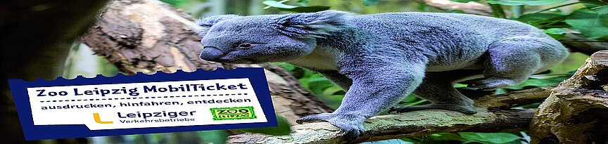 Teaser für Zoo Leipzig Mobilticket mit Koalamotiv