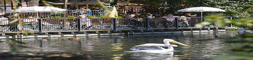 Blick auf das Teichcafe mit einem Pelikan