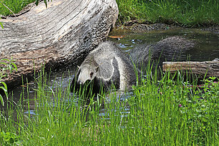 Giant anteater taking a bath